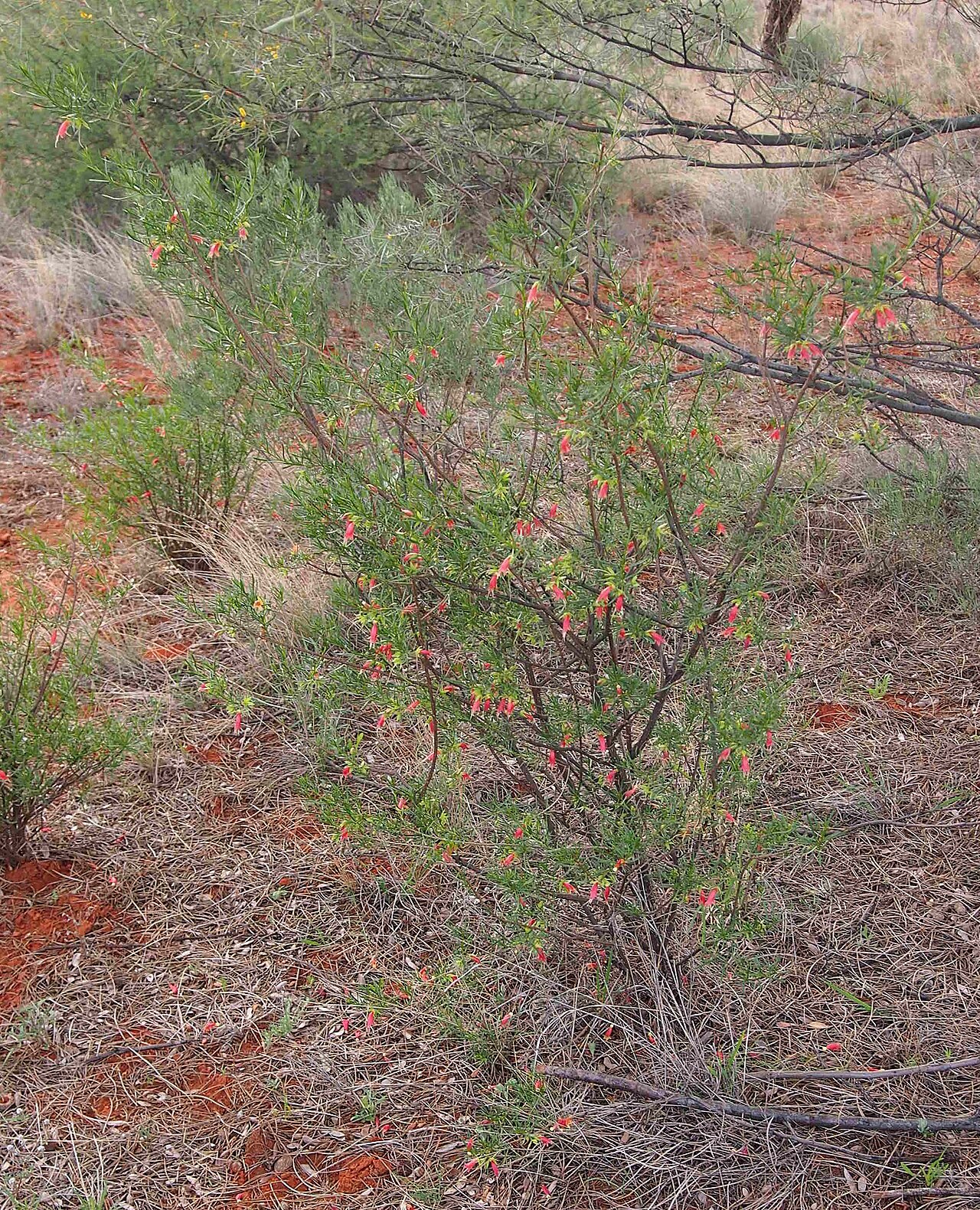 Eremophila latrobei: Eremophila latrobei habit