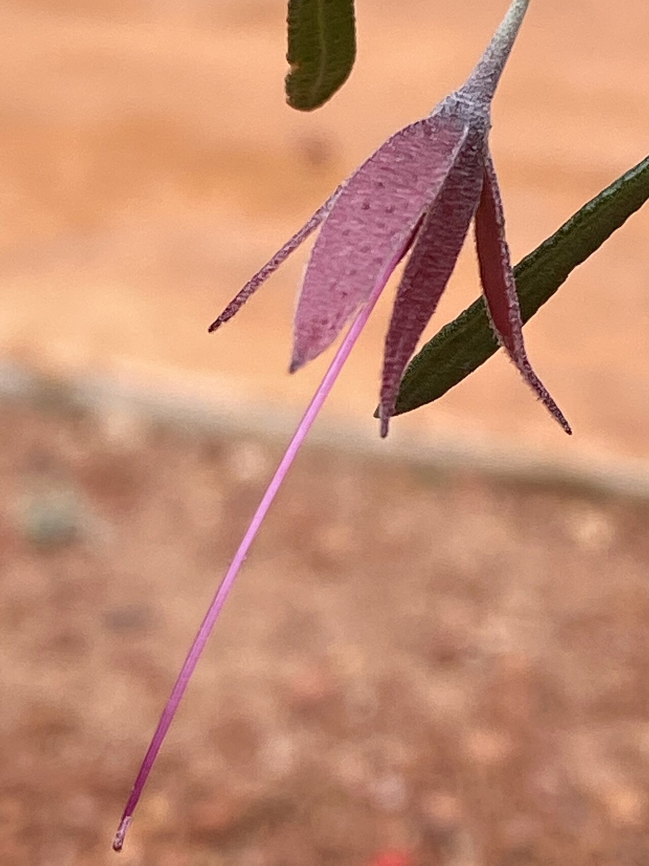 Eremophila latrobei: Eremophila latrobei