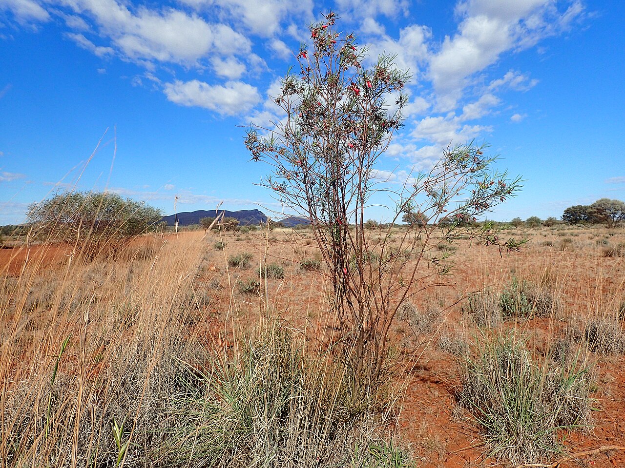 Eremophila latrobei: Eremophila latrobei filiformis growing about 2km south along the "Prairie Downs" track