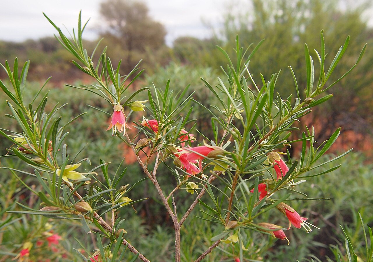 Eremophila latrobei: Eremophila latrobei