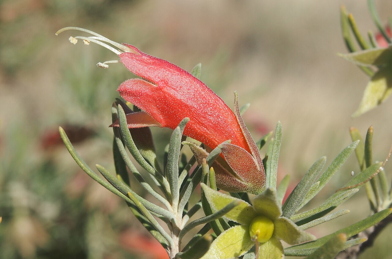 Eremophila latrobei: Eremophila maculata