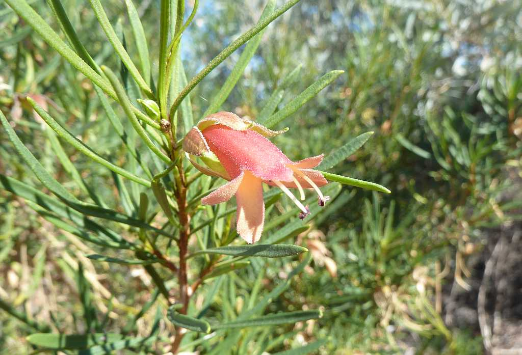 Eremophila latrobei: Eremophila latrobei F.Muell., Crimson Turkey Bush