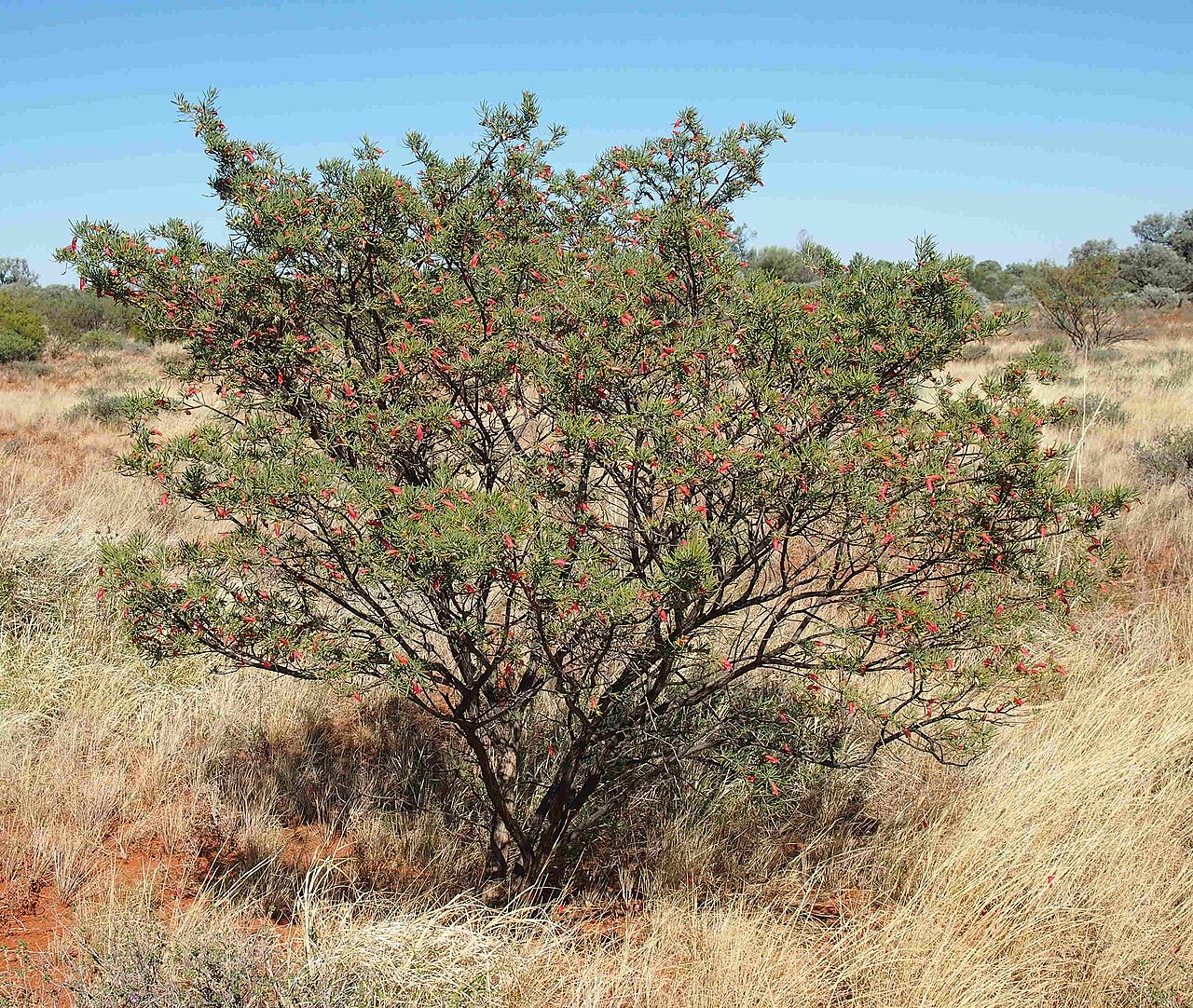 Eremophila latrobei: Eremophila maculata