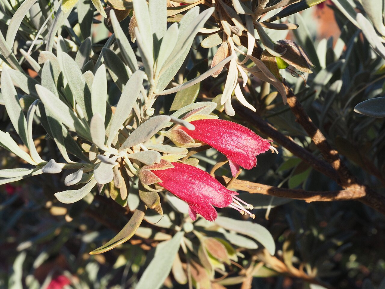 Eremophila latrobei: Eremophila latrobei latrobei growing 20 km east of Mount Augustus