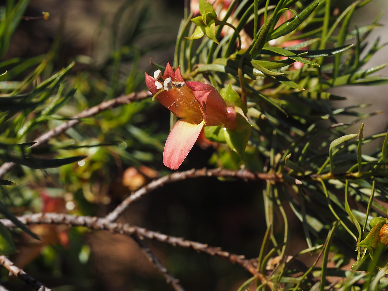 Harlequin fuchsia bush: Eremophila linearis growing 36km south of Karalundi