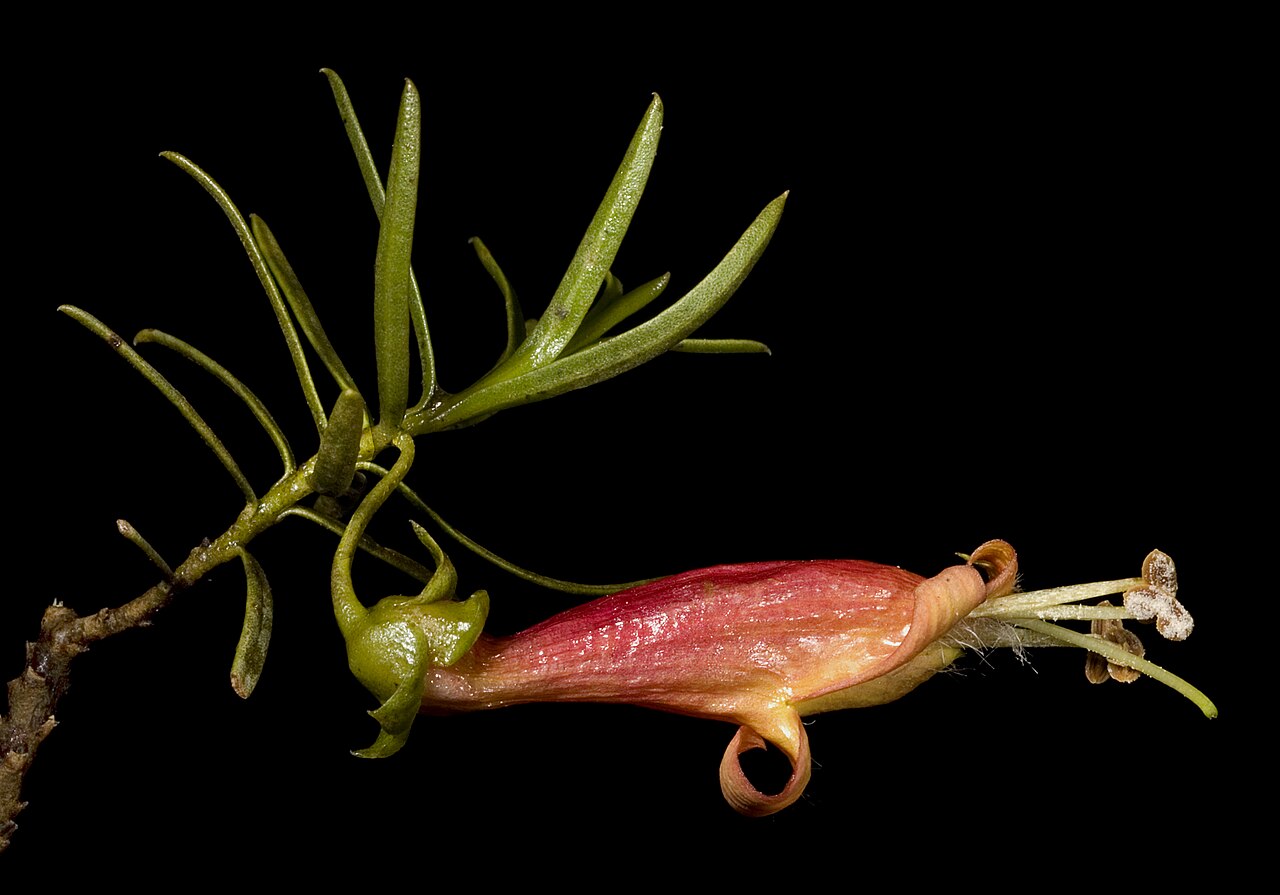 Harlequin fuchsia bush: KRT3295