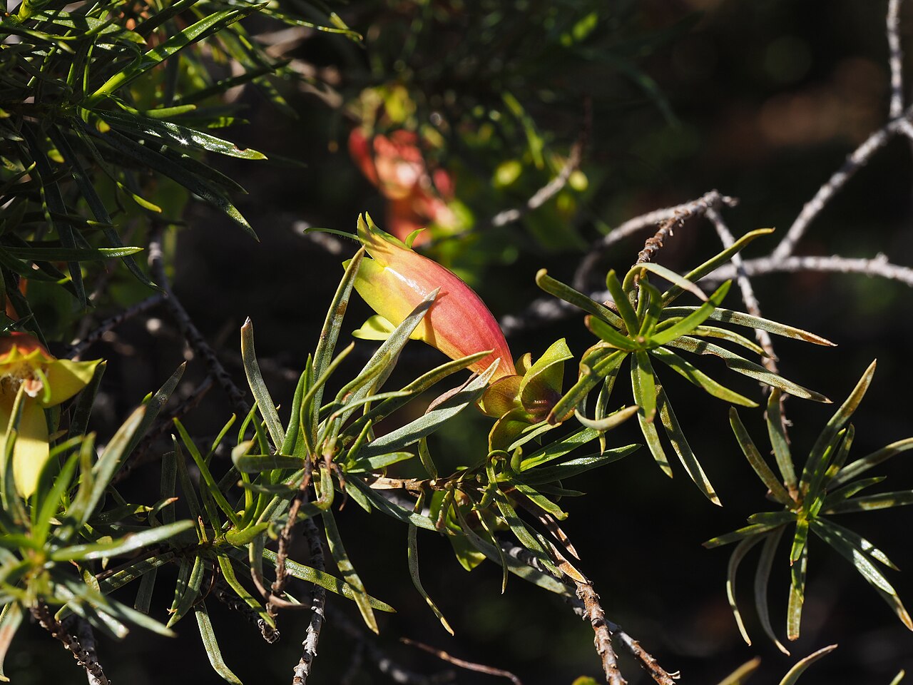 Harlequin fuchsia bush: Eremophila linearis growing 36km south of Karalundi