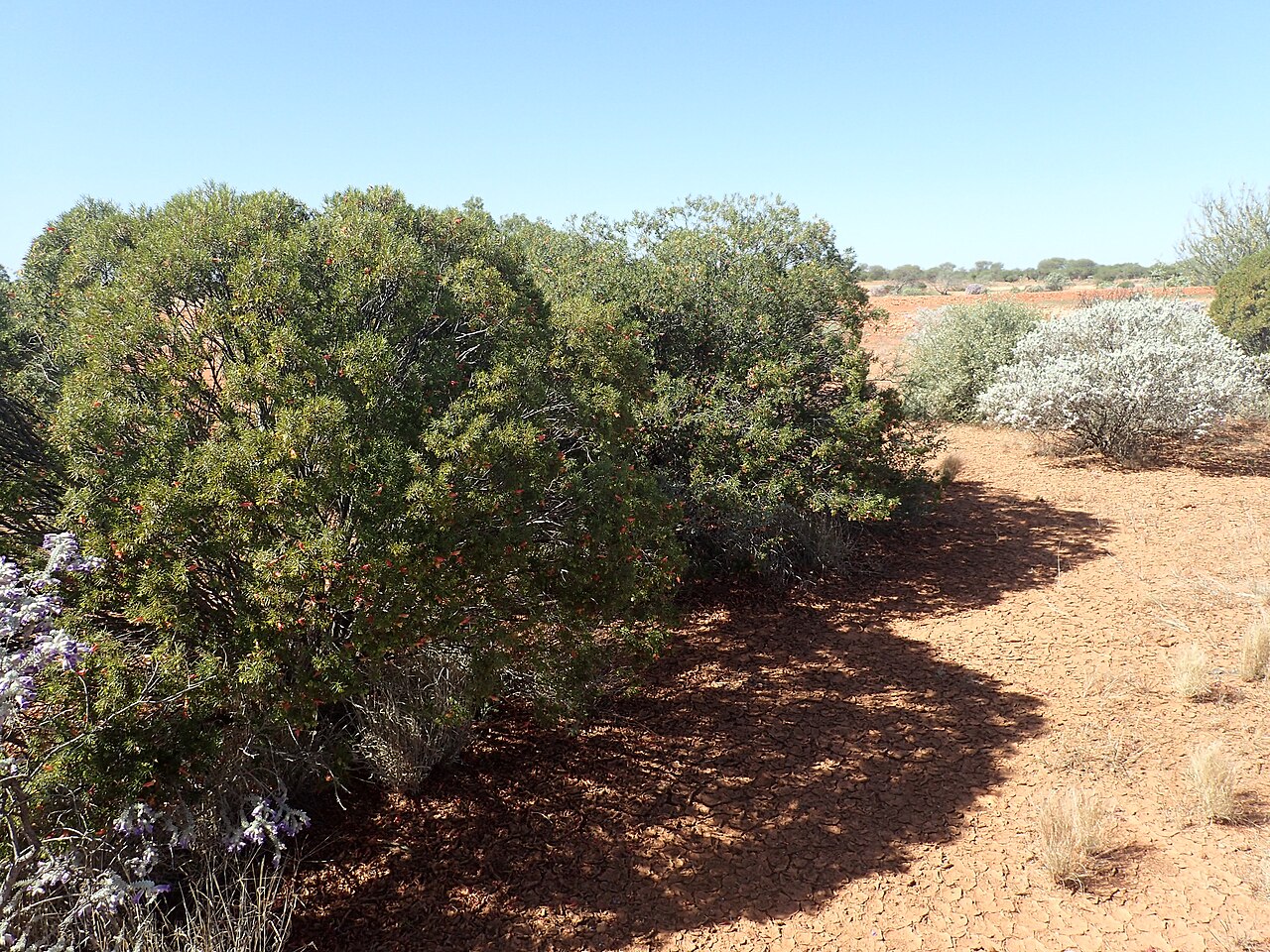 Harlequin fuchsia bush: Eremophila linearis growing 36km south of Karalundi