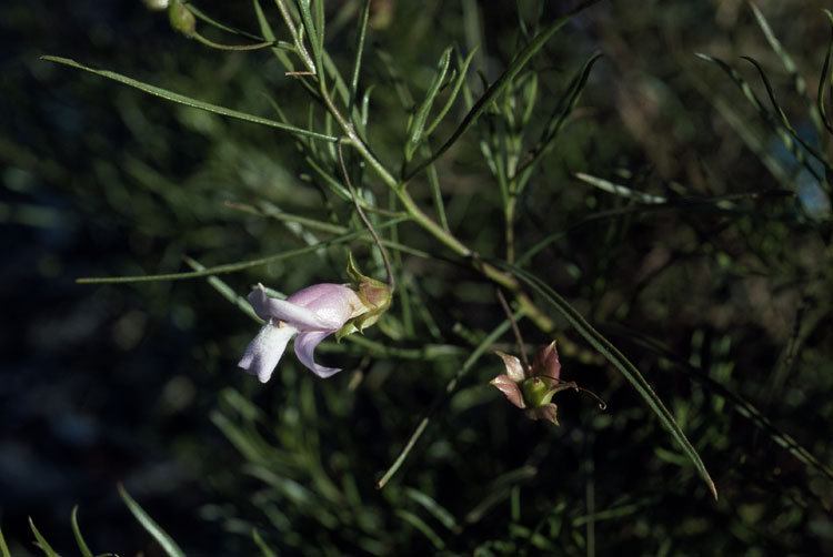 Eremophila linsmithii: Eremophila linsmithii