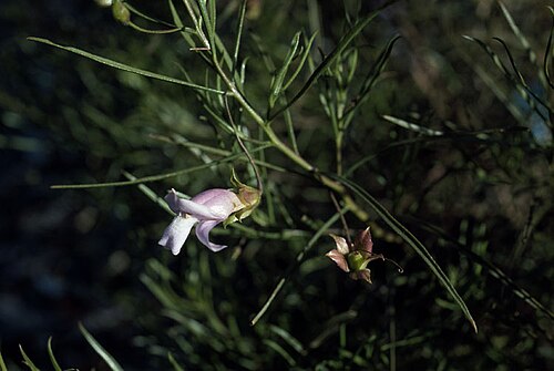Eremophila linsmithii: Eremophila linsmithii