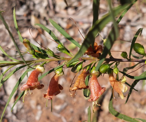 Slender-flowered eremophila, (Eremophila longifolia)