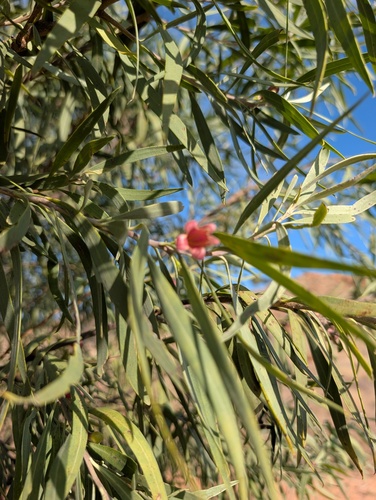 Slender-flowered eremophila, (Eremophila longifolia)