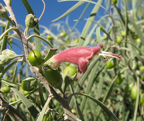 Slender-flowered eremophila,: Eremophila longifolia , Royal Botanic Gardens Cranbourne, Victoria, Australia
