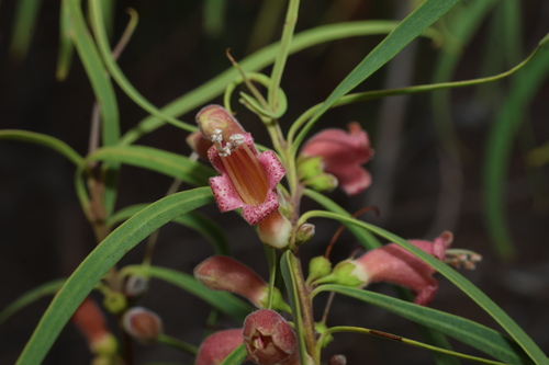 Slender-flowered eremophila, (Eremophila longifolia)