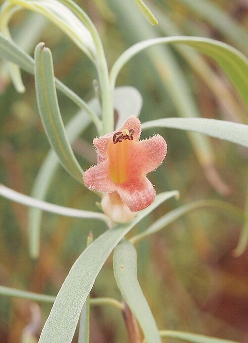 Slender-flowered eremophila,: Eremophila longifolia flower