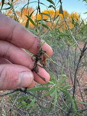 Slender-flowered eremophila, (Eremophila longifolia)