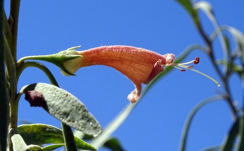 Slender-flowered eremophila, (Eremophila longifolia)