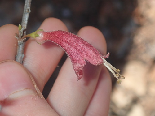 Slender-flowered eremophila, (Eremophila longifolia)