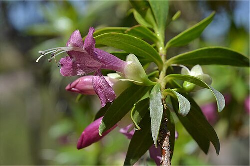 Eremophila lucida: Eremophila lucida at Australian Arid Lands Botanic Gardens, Port Augusta, South Australia