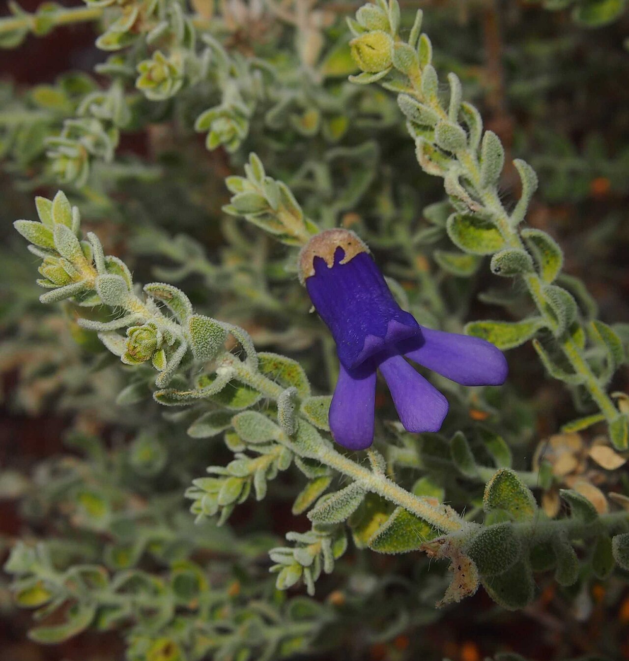 Eremophila macdonnellii: Eremophila macdonellii flower
