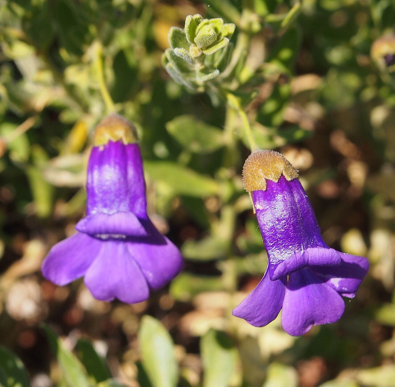 Eremophila macdonnellii: Eremophila macdonnellii flower