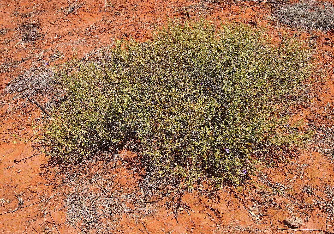 Eremophila macdonnellii: Eremophila macdonellii habit
