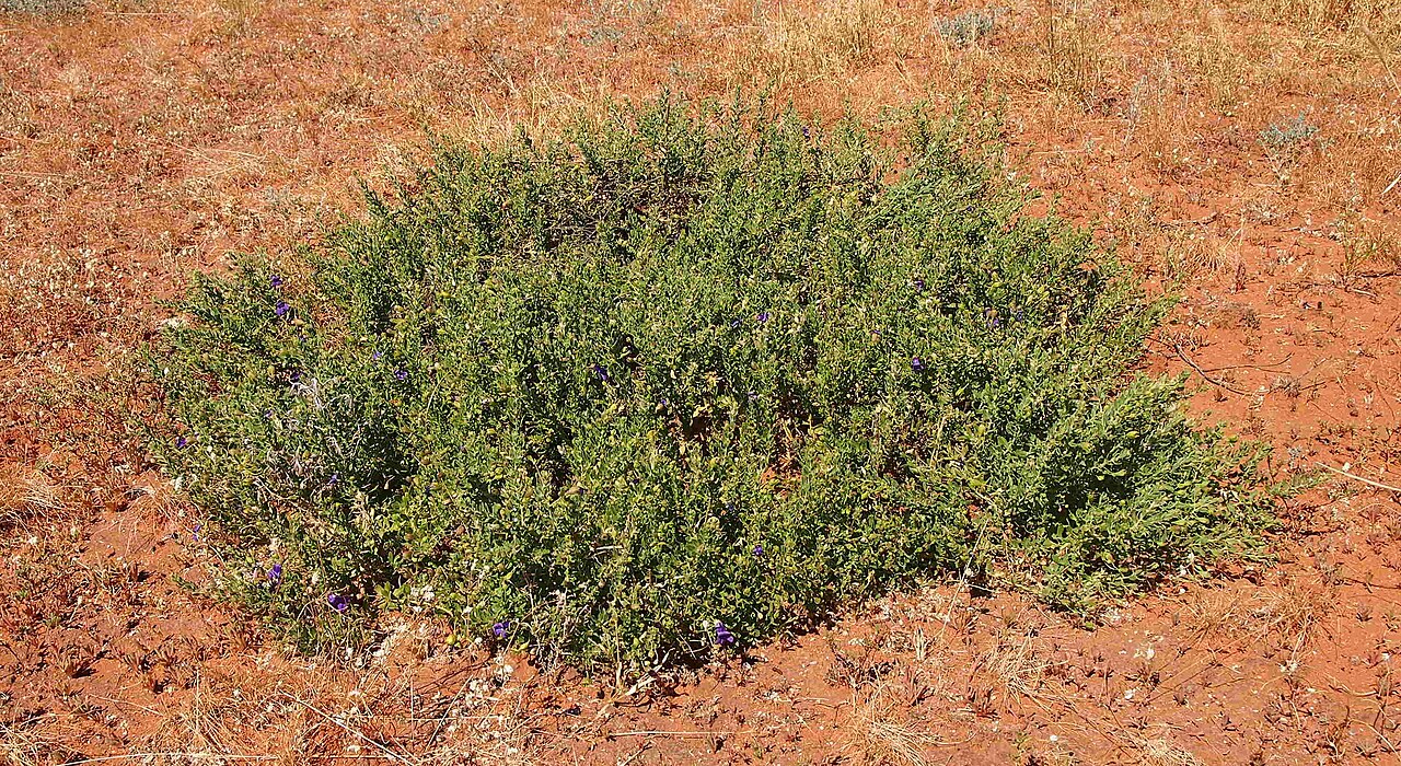 Eremophila macdonnellii: Eremophila macdonnellii habit