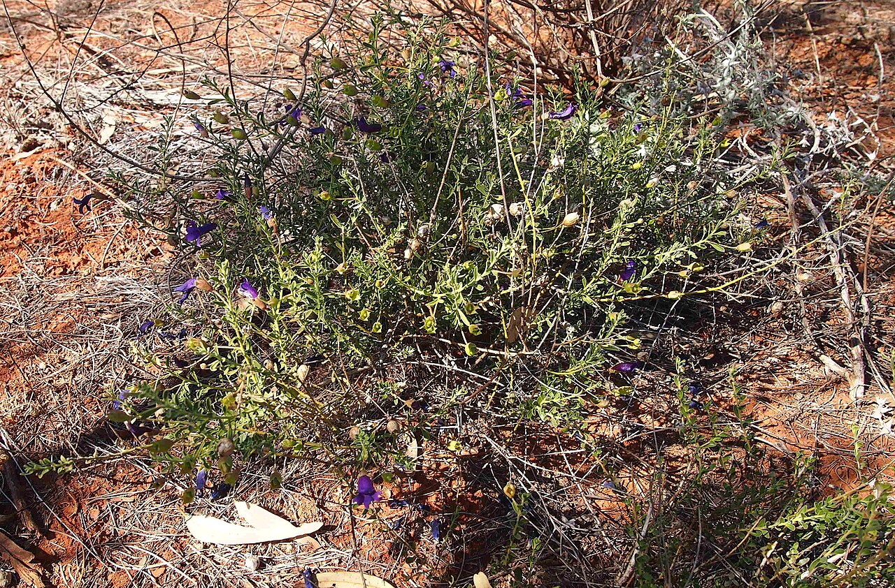 Eremophila macdonnellii: Eremophila macdonellii