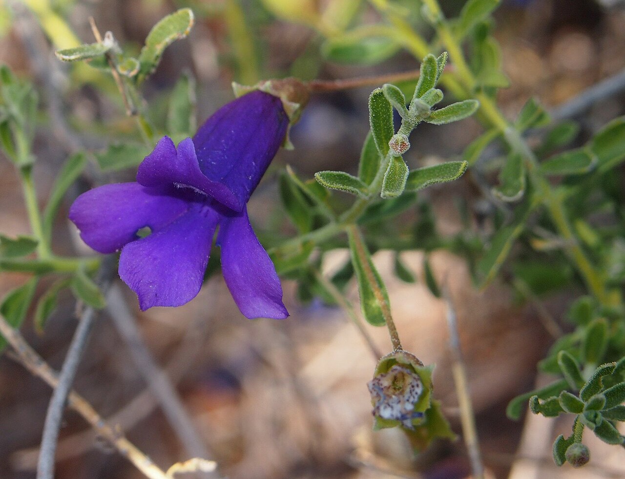 Eremophila macdonnellii: Eremophila macdonellii flower