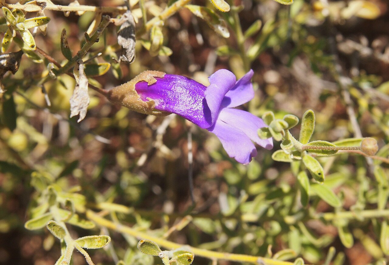 Eremophila macdonnellii: Eremophila macdonellii flower side