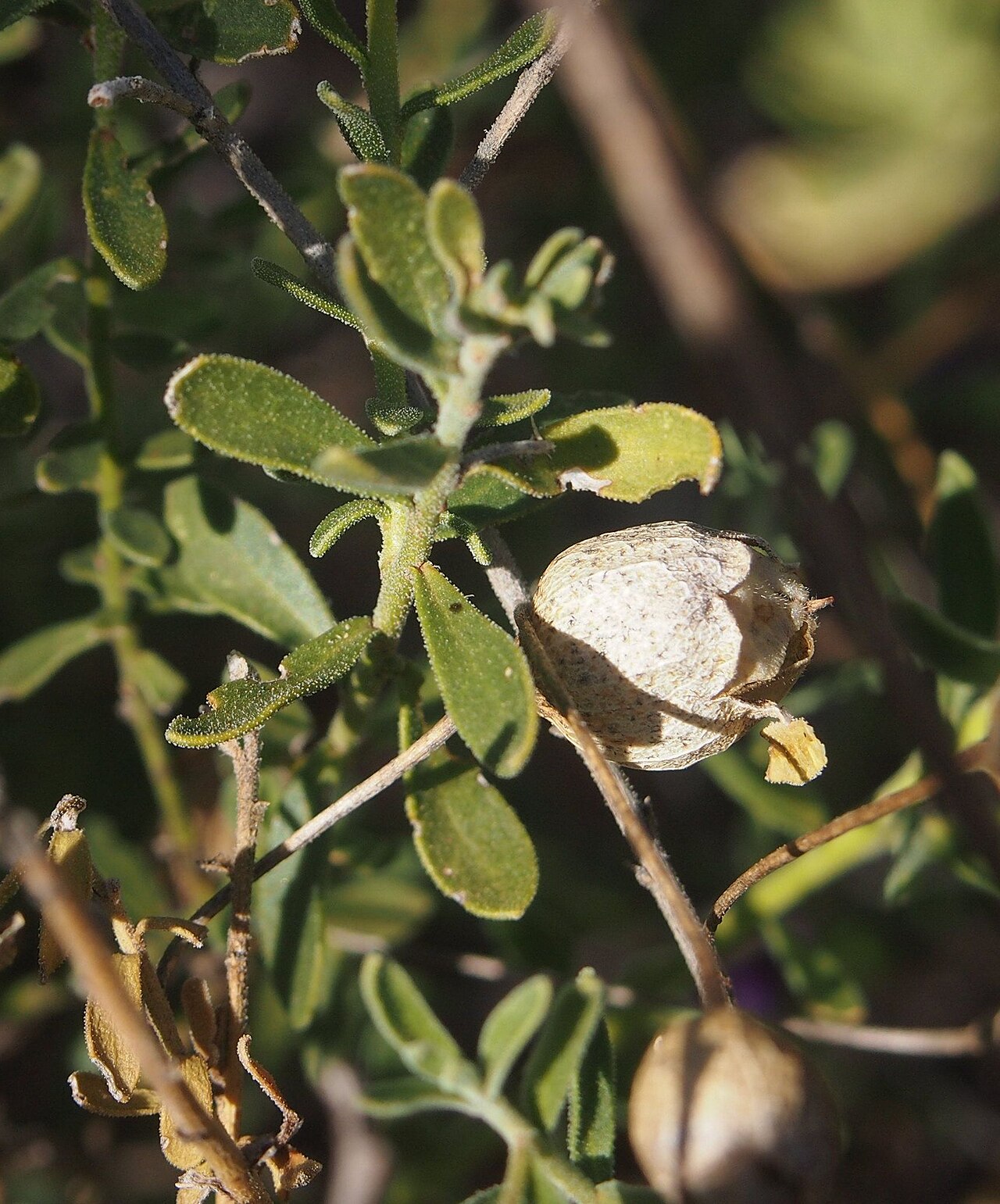 Eremophila macdonnellii: Eremophila macdonellii fruit