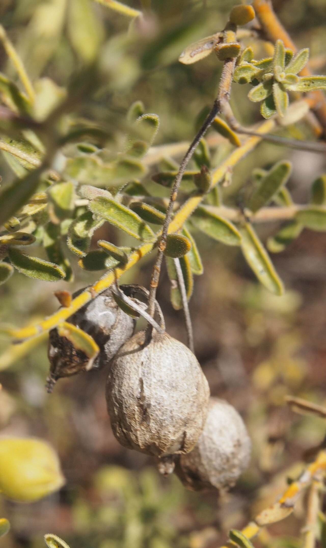 Eremophila macdonnellii: Eremophila macdonellii fruitii