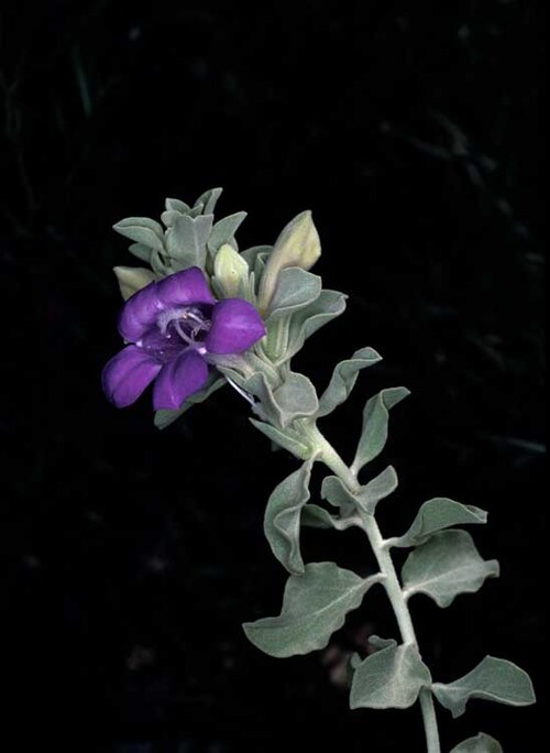 Eremophila macgillivrayi: Eremophila macgillivrayi