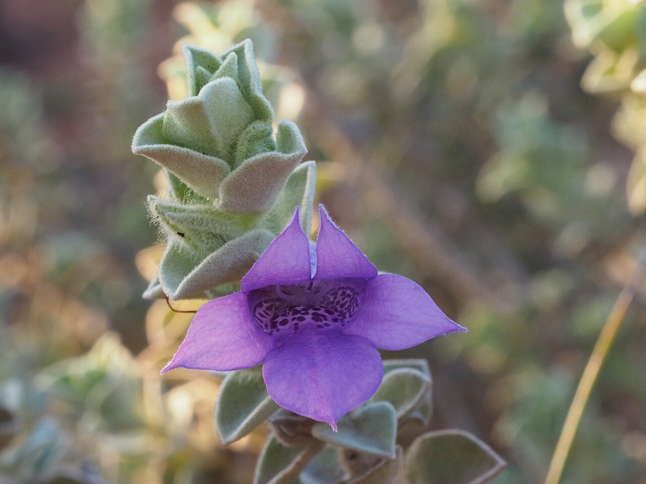 Eremophila mackinlayi: Eremophila mackinlayi spathulata growing at Karalundi