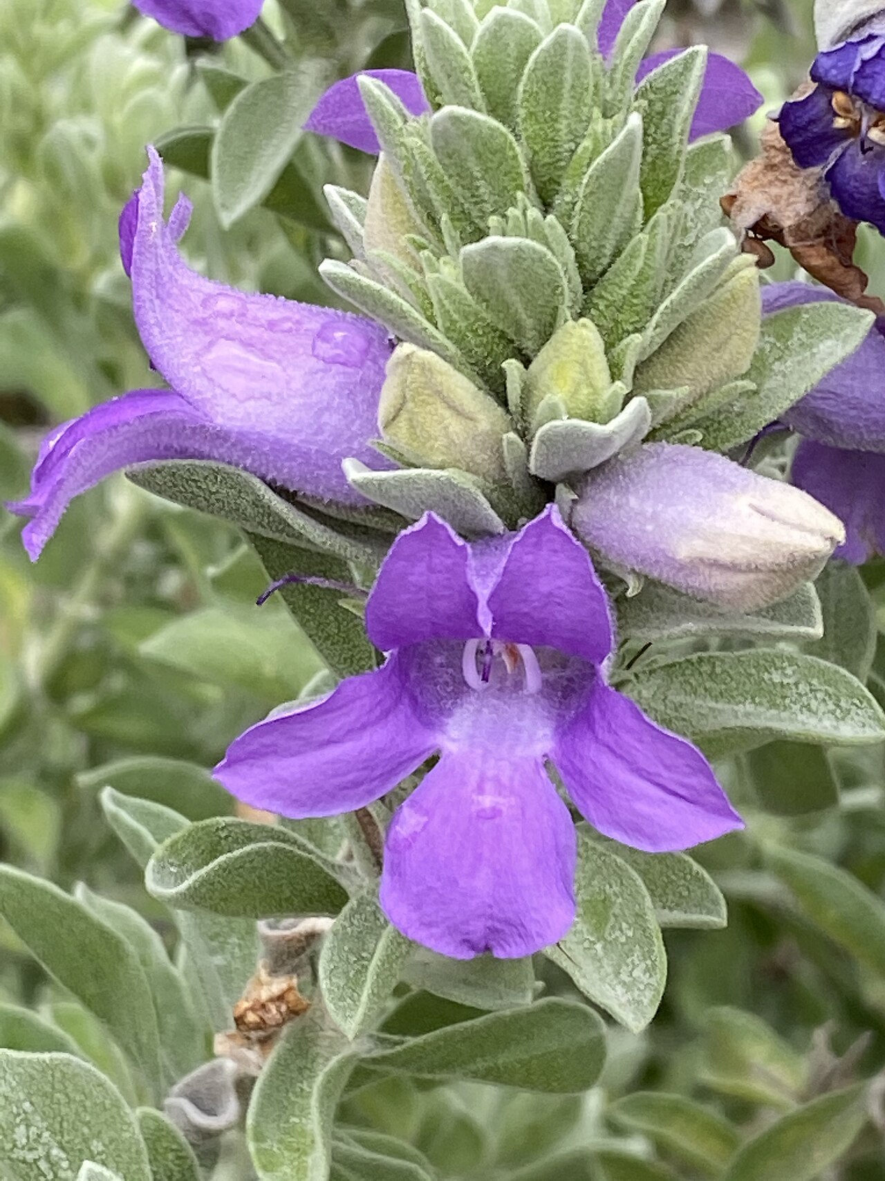 Eremophila mackinlayi: Eremophila mackinlayi in the Australian Botanic Garden, Mount Annan