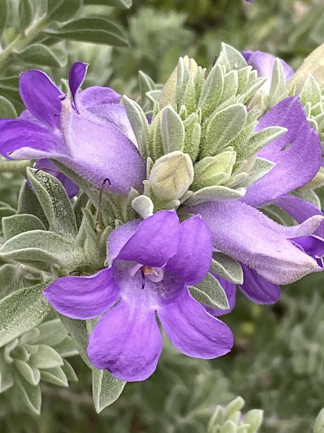 Eremophila mackinlayi: Eremophila mackinlayi in the Australian Botanic Garden, Mount Annan