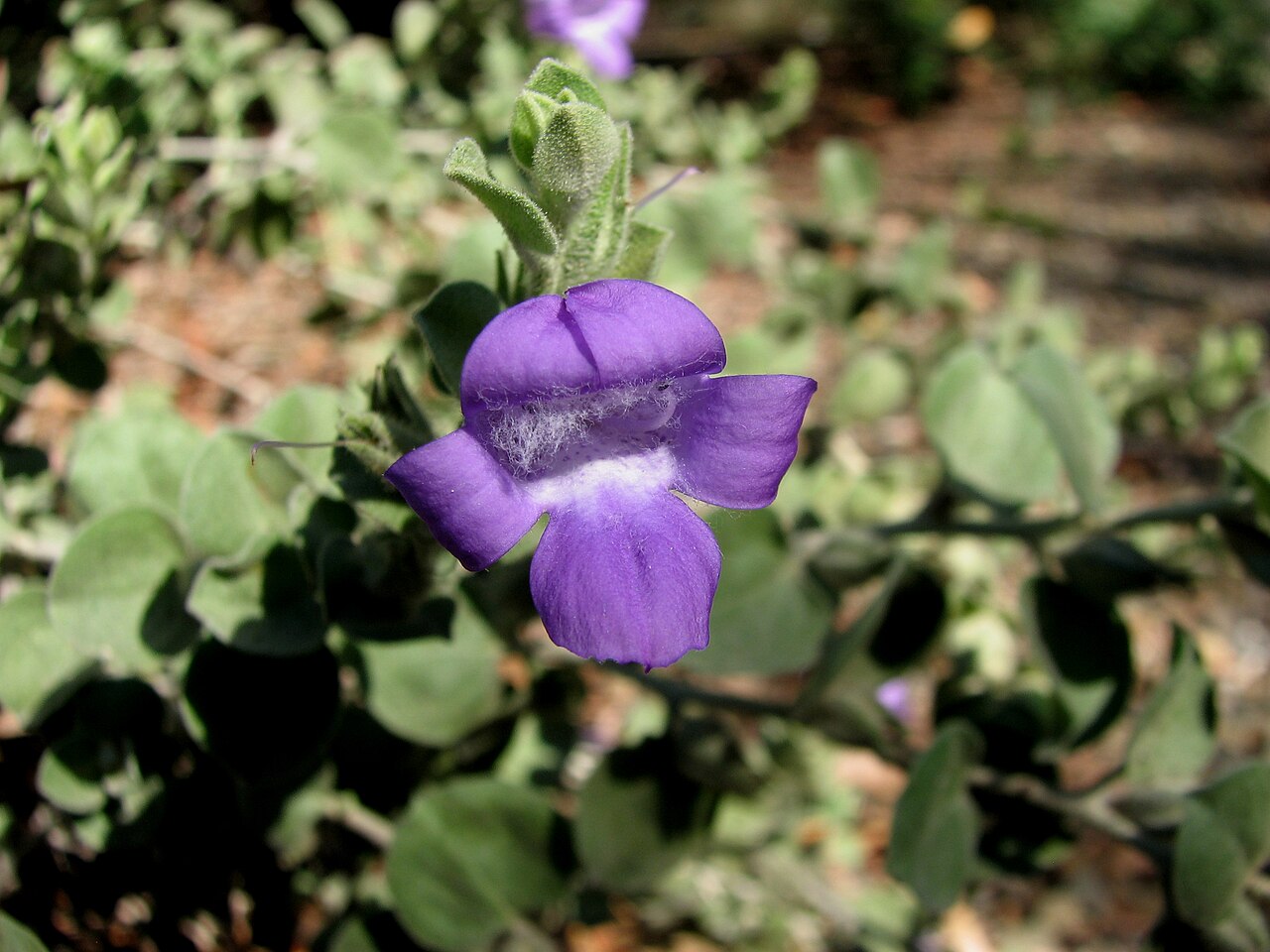 Eremophila mackinlayi: Eremophila strongylophylla (cultivated, labelled) , Maranoa Gardens, Balwyn, Victoria, Australia
