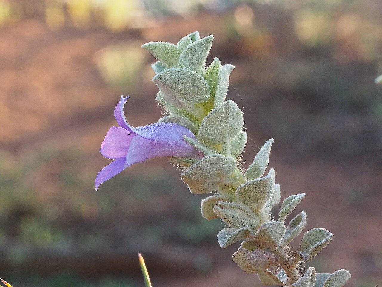 Eremophila mackinlayi: Eremophila mackinlayi spathulata growing at Karalundi