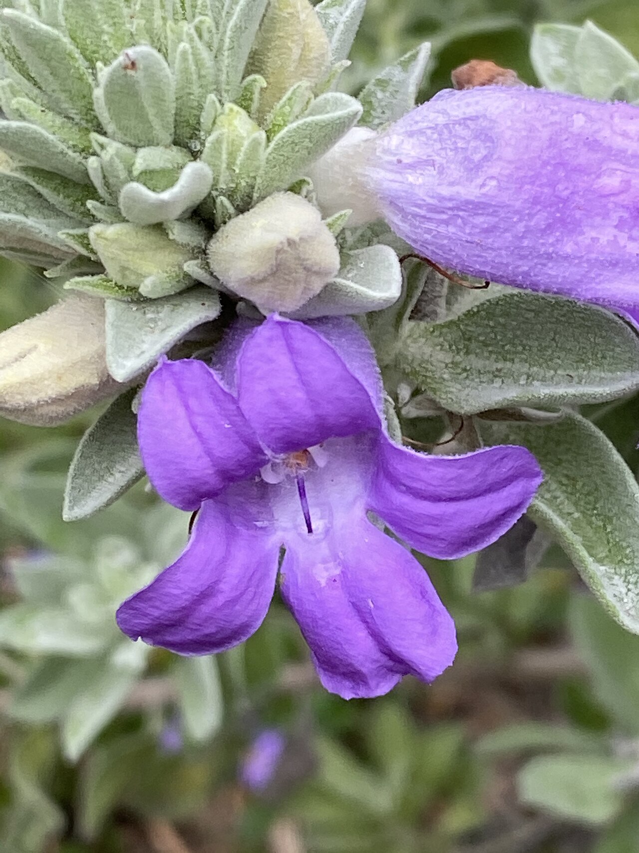 Eremophila mackinlayi: Eremophila mackinlayi in the Australian Botanic Garden, Mount Annan