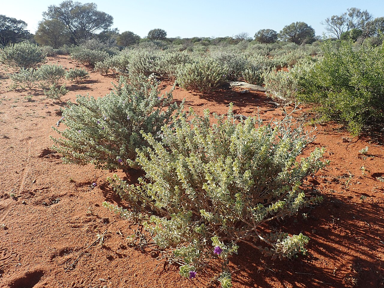 Eremophila mackinlayi: Eremophila mackinlayi spathulata growing about 12km along Mooloogool Road
