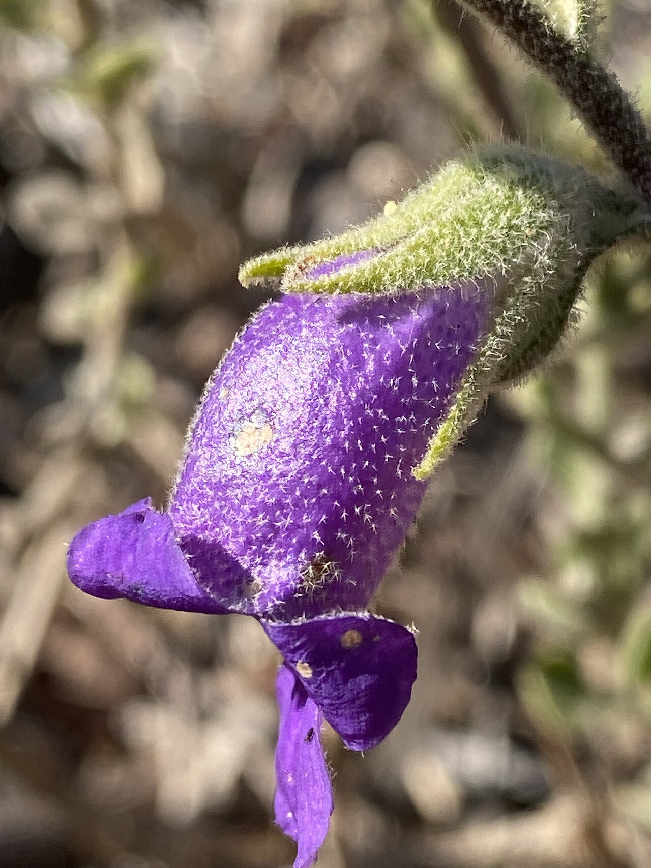 Eremophila mackinlayi: Eremophila strongylophylla growing in the Australian National Botanic Garden