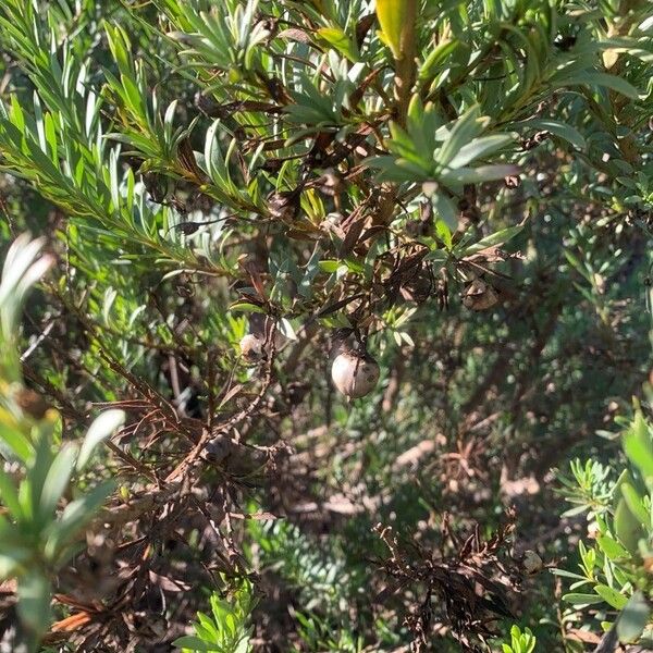 Spotted emu bush (Eremophila maculata)