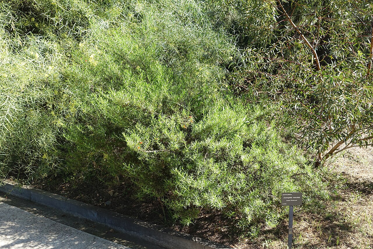 Spotted emu bush: Botanical specimen in the Jardín Botánico de Barcelona - Barcelona, Spain.