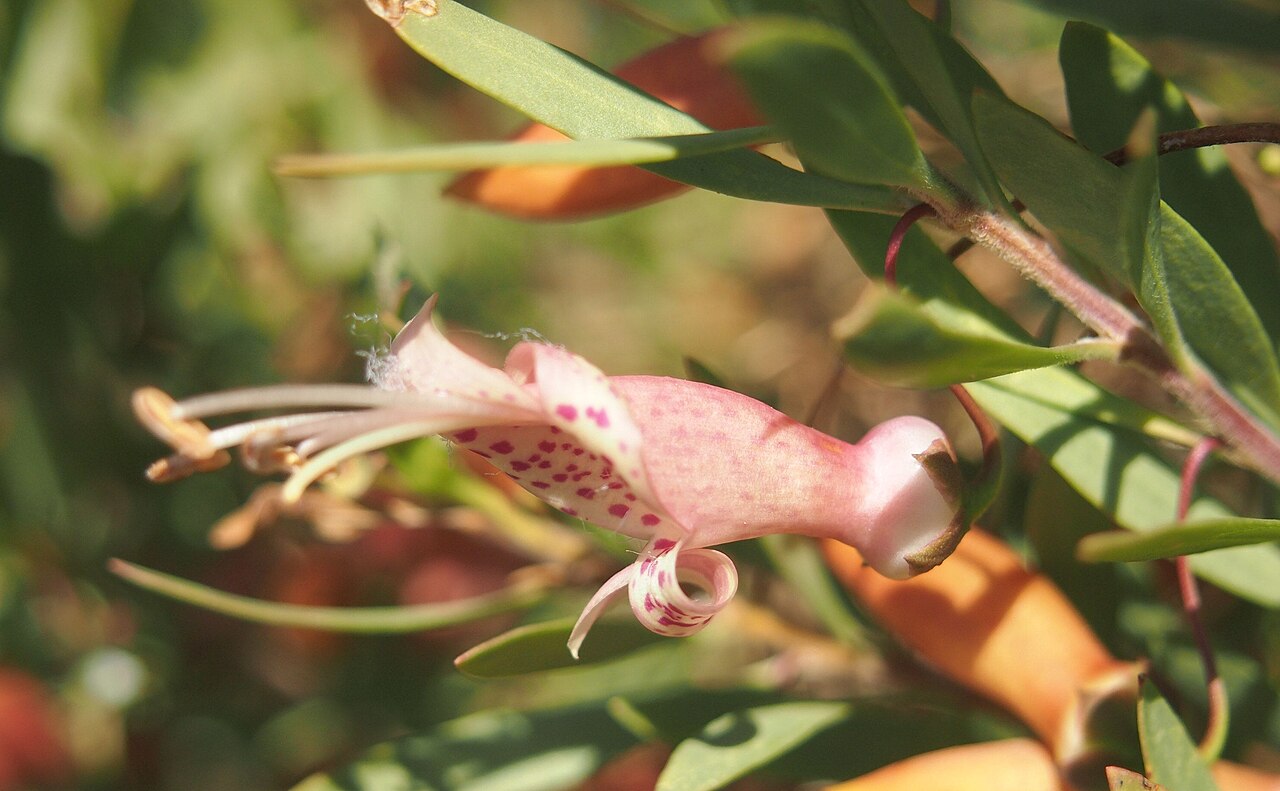 Spotted emu bush: Eremophila maculata flower