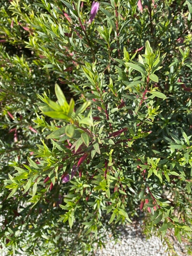 Spotted emu bush (Eremophila maculata)