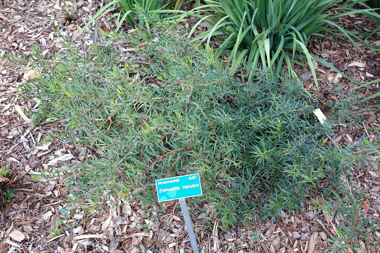 Spotted emu bush: Botanical specimen in the San Luis Obispo Botanical Garden - in El Chorro Regional Park, San Luis Obispo, California, USA.
