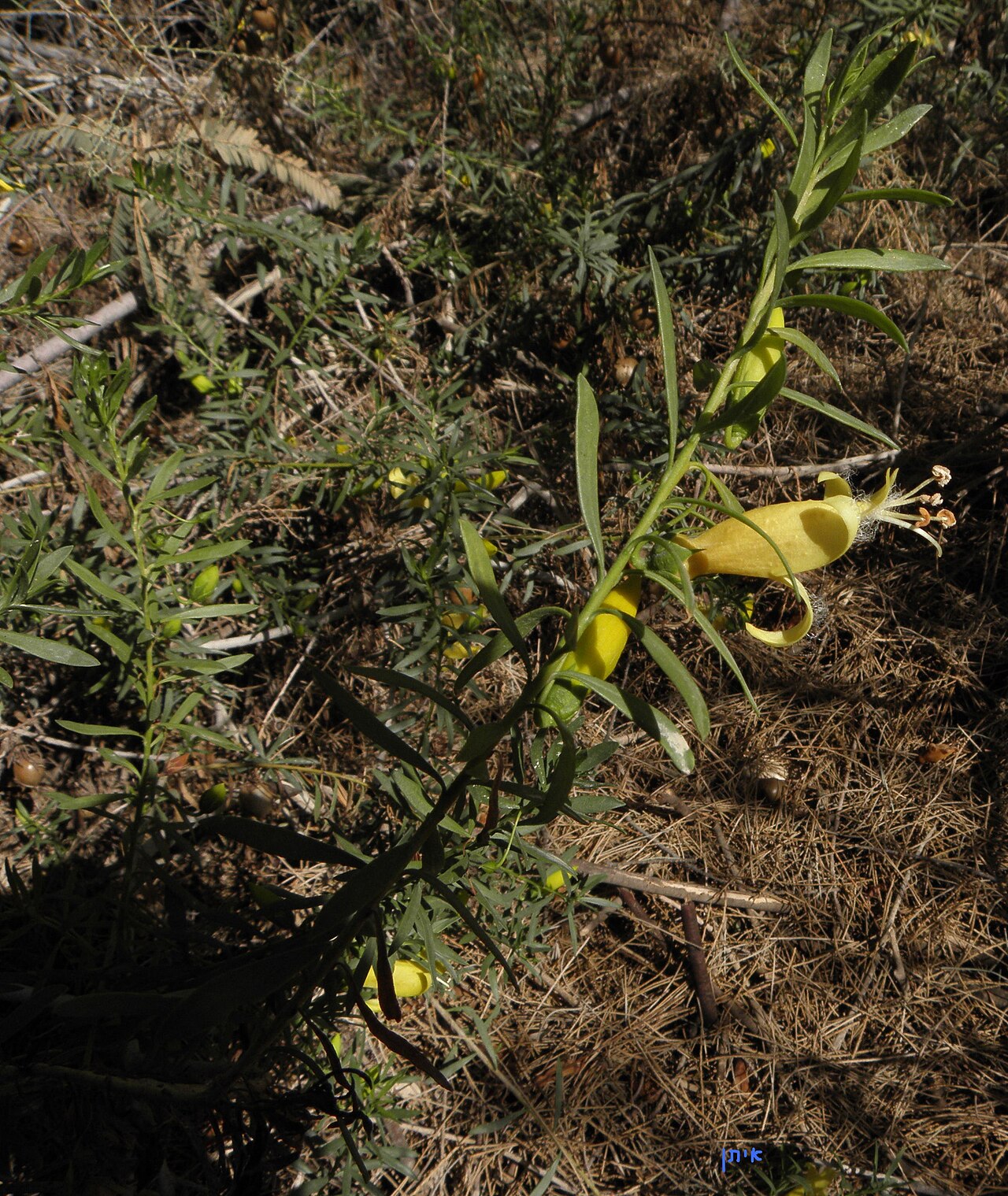 Spotted emu bush: Eremophila maculata