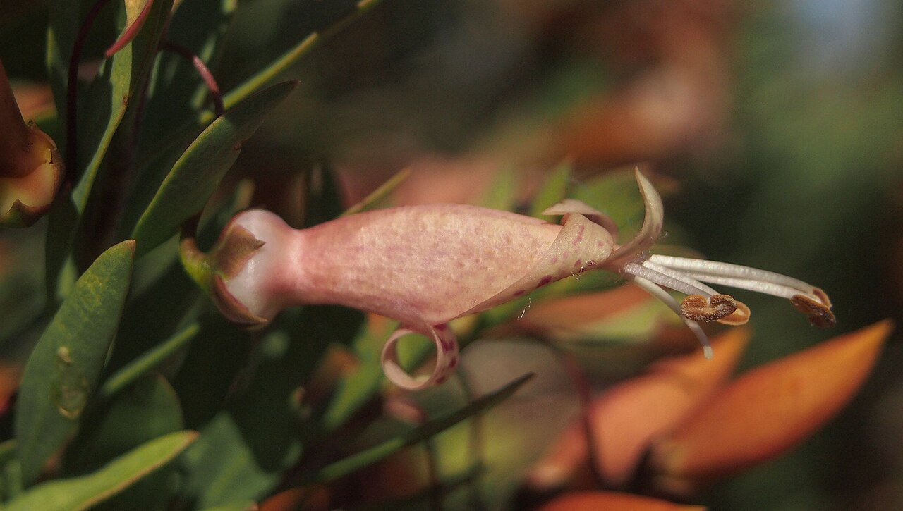 Spotted emu bush: Eremophila maculata' flower