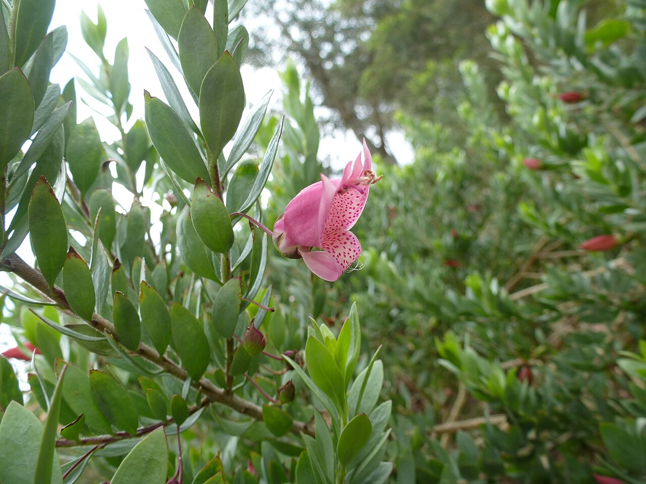 Spotted emu bush: Eremophila maculata at Mount Annan Botanic garden