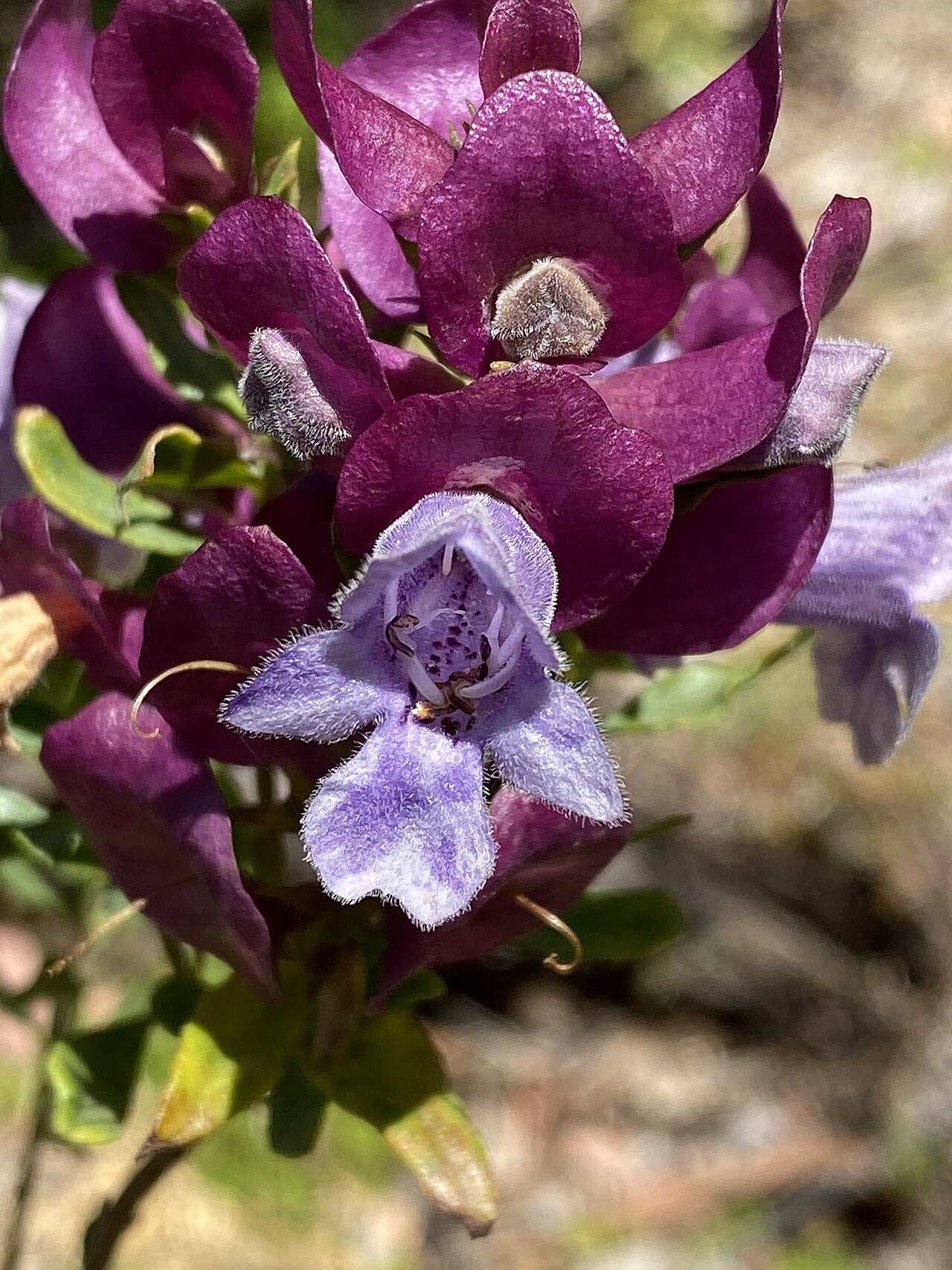Eremophila magnifica: Eremophila magnifica in the Australian National Botanic Garden, Canberra